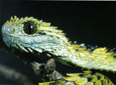 atheris hispidus2.jpg