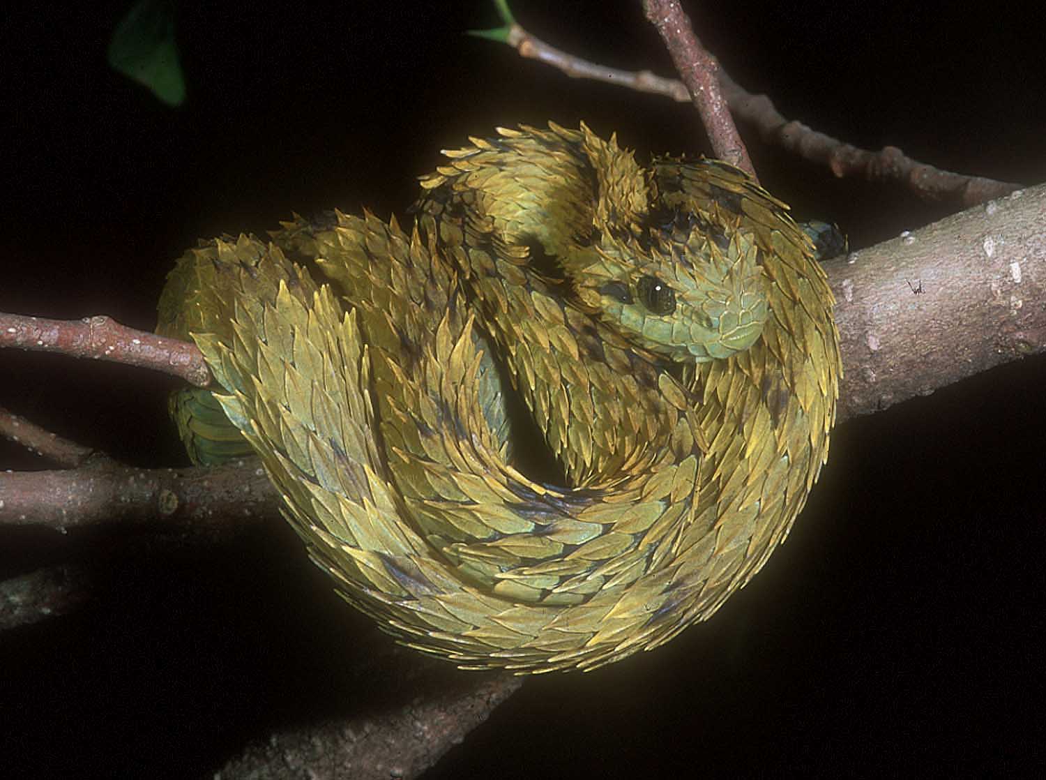 Atheris hispidus.jpg